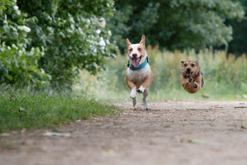 Two small dogs running in forest