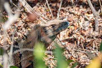 lizard in the rain forest