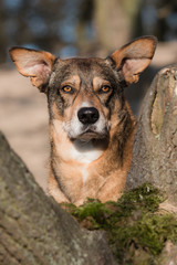 portrait of a mutt