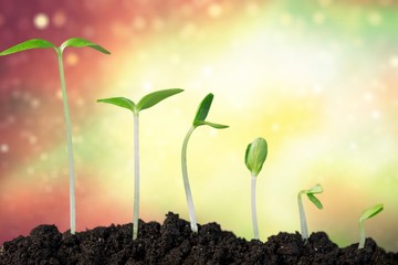 Growth of new life on  background