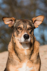 portrait of a rescue dog