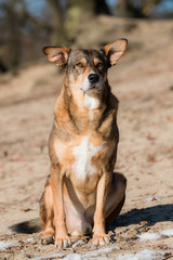 portrait of a mutt dog