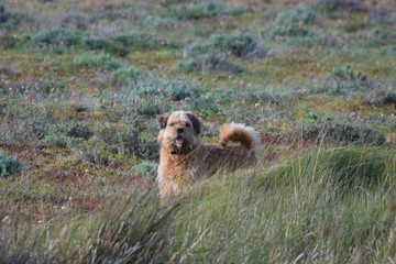Perro del tipo Norfolk Terrier paseando libre por el campo.