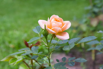 Pale pink rose against a green lawn