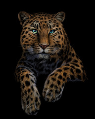 Color, graphic, artistic portrait of a leopard on a black background.