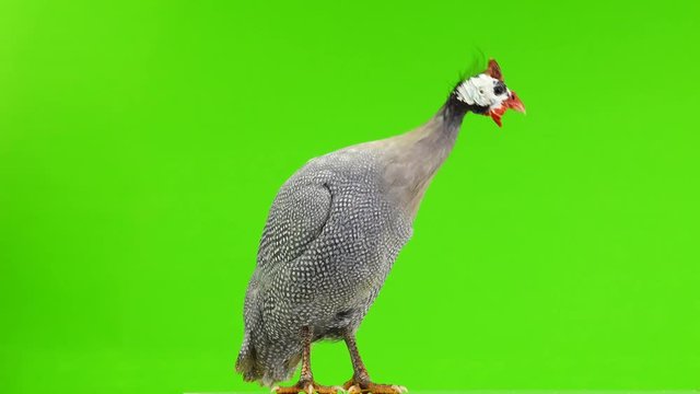  blue guinea fowl isolated on green screen