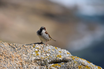 Pájaros variados tales como gorriones, petirrojos, pardillos o carrecines en su hàbitat natural, posados en lo alto de ramas y cañas.