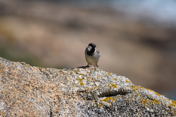 Pájaros variados tales como gorriones, petirrojos, pardillos o carrecines en su hàbitat natural, posados en lo alto de ramas y cañas.