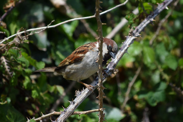 Pájaros variados tales como gorriones, petirrojos, pardillos o carrecines en su hàbitat natural,...