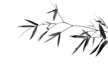 Green bamboo tree on white background