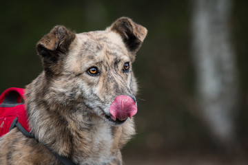 portrait of a dog with tongue
