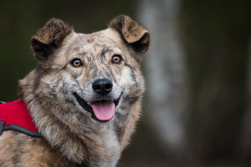 Fototapeta premium Rescue dog in the woods