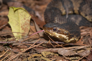 Eastern Cottonmouth (Water Moccasin) in North Carolina