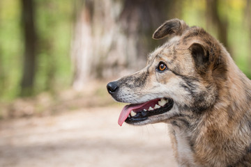 portrait of a brindle dog