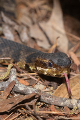 Eastern Cottonmouth (Water Moccasin) in North Carolina