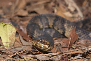 Eastern Cottonmouth (Water Moccasin) in North Carolina