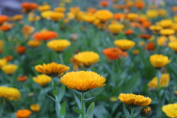 A beautiful yellow flower in a bunch of flowers in bright sunlight in garden.