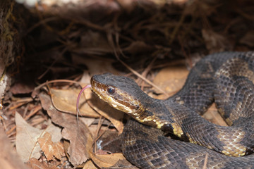 Eastern Cottonmouth (Water Moccasin) in North Carolina