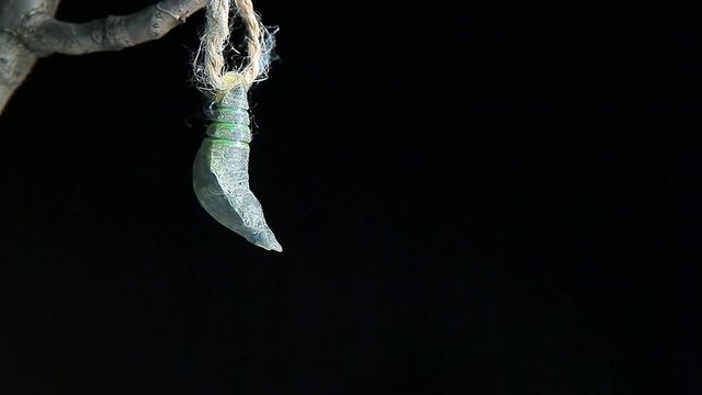born butterfly wooden stick dark background hd footage 