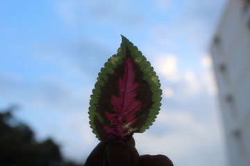 A unique flower with pink and green color held in hand.