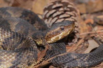 Eastern Cottonmouth (Water Moccasin) in North Carolina