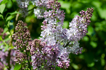 blooming lilac closeup, bright flower