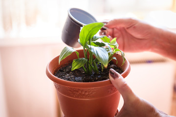 Care of home plants. Woman watering flower from a Cup.
