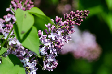 blooming lilac closeup, bright flower