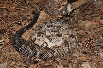 Timber Rattlesnake on the Outer Banks of North Carolina