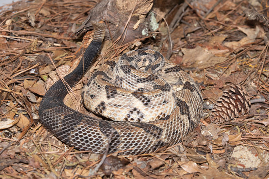 Timber Rattlesnake on the Outer Banks of North Carolina