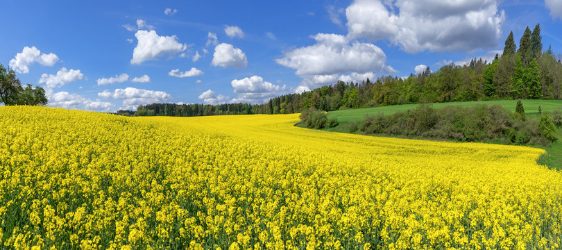 Malerisches bl&uuml;hendes Rapsfeld in einer leicht h&uuml;geligen Landschaft mit B&uuml;schen und B&auml;umen
