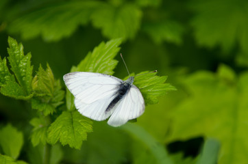 White butterfly on grass, insect