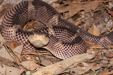 Jumping Pit Viper from Central America