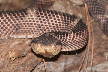Jumping Pit Viper from Central America