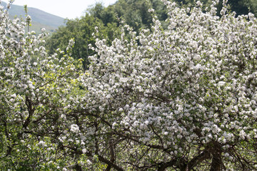 Fototapeta na wymiar Apple tree flowers in the spring morning