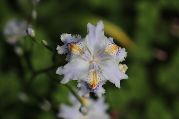 野に咲く花　シャガ