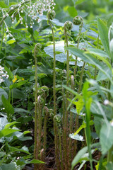Obraz premium Young green curly leaves of ferns