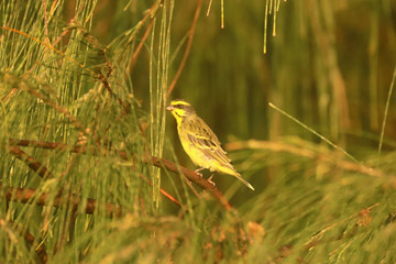 Birds of South Africa - Yellow-Fronted Canary