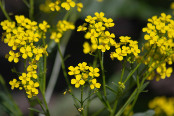 Yellow wild flowers in the garden