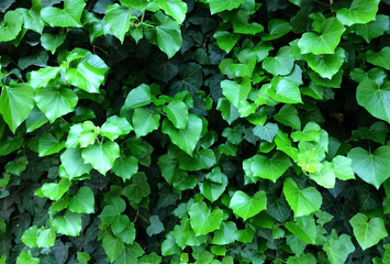 Green ivy leaves. Textural floral background of young green leaves.