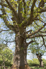 Oak trees in the spring morning