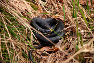 A little natrix snake is lie in the grass. A snake that lives in forests by water.