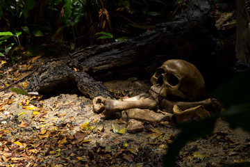 Skull and bones digged  in the  pit  with old timbers, Concept halloween day, still life style.