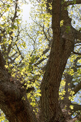 Oak tree in spring, view from the bottom