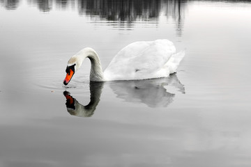 Fototapeta na wymiar Swan. Beautiful swan on the water. Beautiful bird