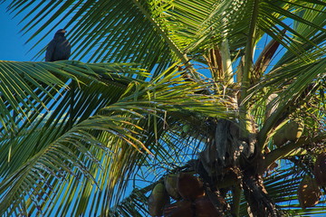 Common black hawk on a coconut palm in Corcovado NP on peninsula Osa in Costa Rica