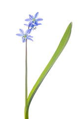 Fototapeta na wymiar three blooms blue scilla flower isolated on white