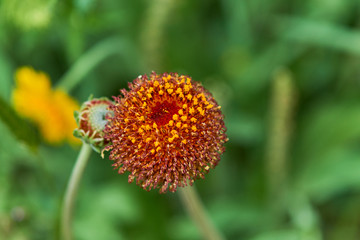 Close Up of Gaillardia ball flower in West Texas prairie.
