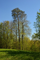 trees in the forest