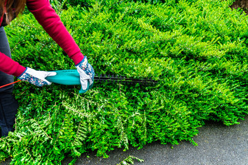 Cutting a hedge with electrical hedge trimmer. Shrubs pruning in the springtime.